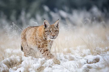 Foto op Plexiglas Lynx Euraziatische lynxwelp die op sneeuw loopt met hoog geel gras op de achtergrond