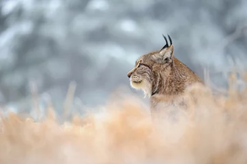 Photo sur Plexiglas Lynx Lynx eurasien assis sur le sol en hiver