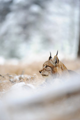 Naklejka premium Eurasian lynx sitting on ground in winter time