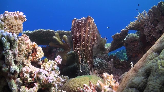 Cuttlefish on a coral reef
