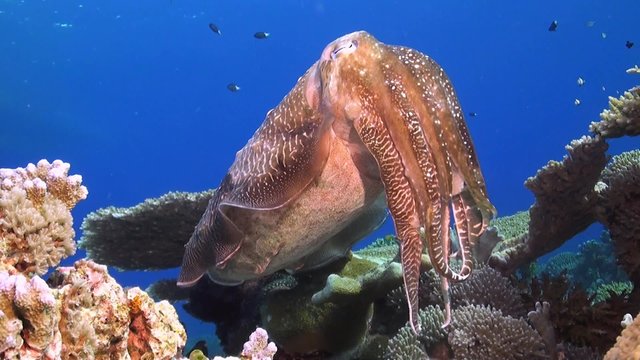 Cuttlefish on a coral reef