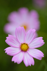 コスモス畑＠佐世保市展海峰