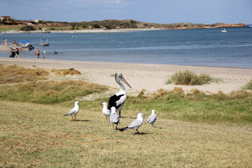  オーストラリア　カルバリー