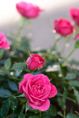 薔薇の花