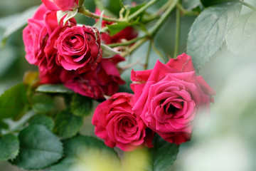 薔薇の花