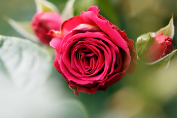 薔薇の花