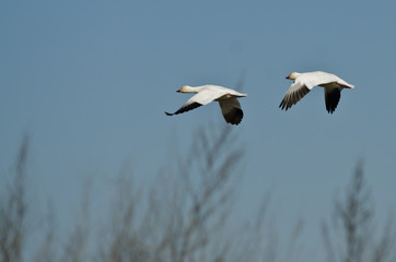 Pair of Snow Geese Flying Across the Marsh