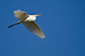 Great Egret Flying in a Blue Sky