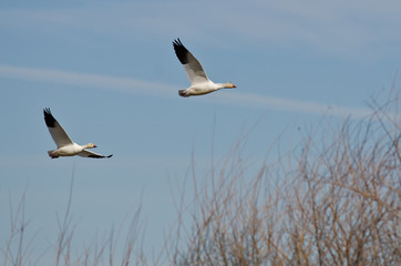 Pair of Snow Geese Flying Across the Marsh