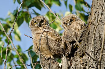 Two Young Owlets Making Direct Eye Contact From Their Nest