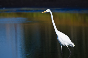 Great Egret Hunting for Fish in Autumn