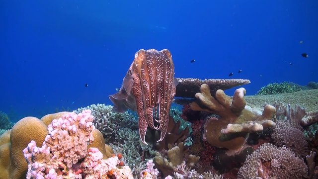 Cuttlefish on a coral reef