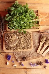 Dry coriander seeds and fresh coriander green.