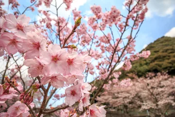 Poster de jardin Fleur de cerisier 桜の花