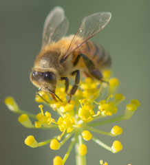Bee on Anise Flower