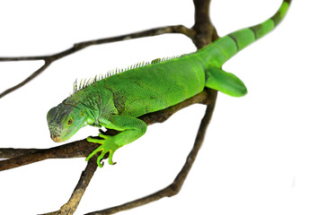 Green Iguana isolated on white with clipping path
