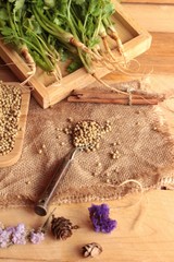 Dry coriander seeds and fresh coriander green.