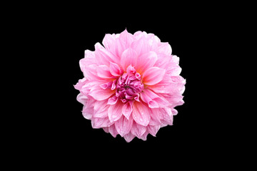 pink dahlia isolted on black