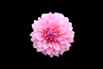 Peel and stick wall murals Dahlia pink dahlia isolted on black
