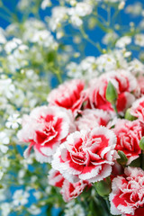 カーネーション