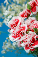 カーネーション