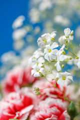 カーネーション