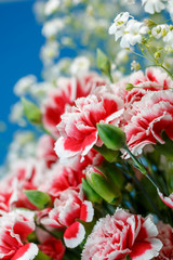 カーネーション