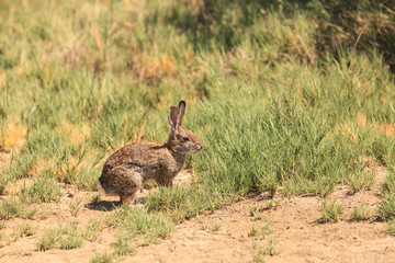 Obraz premium Juvenile rabbit, Sylvilagus bachmani, wild brush rabbit on a hiking path in Irvine, Southern California in Spring