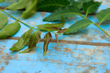 Nature fresh neem on old blue wooden