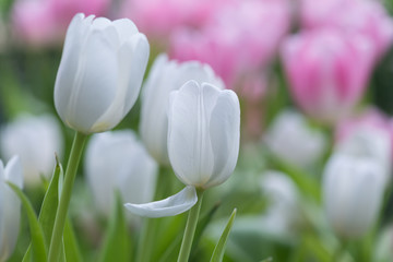 White tulips in the garden , selective focus