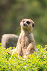 ミーアキャット