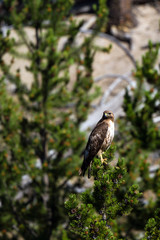 Red-tailed Hawk in Yellowstone National Park in Wyoming