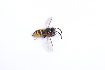 Wasp