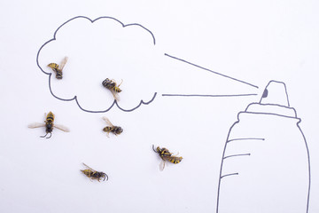 Wasp