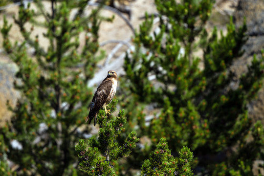 Red-tailed Hawk in Yellowstone National Park in Wyoming