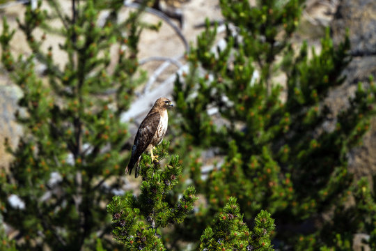 Red-tailed Hawk in Yellowstone National Park in Wyoming