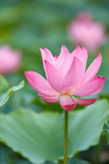 Obraz premium 蓮の花