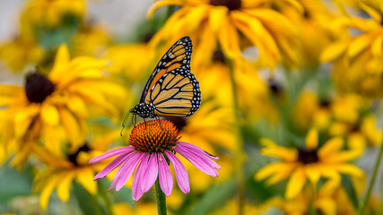 Obraz premium Monarch Butterfly na purpurowym kwiecie stożka Echinacea pośród żółtych kwiatów Rudbekia Goldsturm