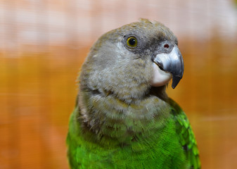  Poicephalus cryptoxanthus. Brown Headed Parrot