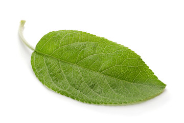 Obraz premium Apple leaf closeup