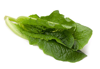 Salad vegetable herb