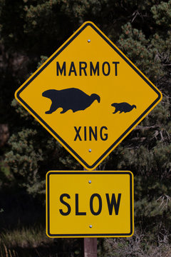 Road sign warning of marmots in Great Basin National Park