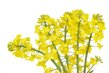 Flower of a rapeseed, Brassica napus, isolated