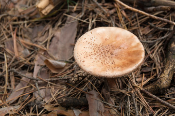 Nature background with mushrooms