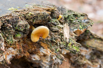 Nature background with mushrooms