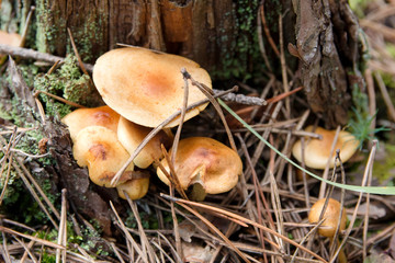 Nature background with mushrooms