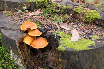 Nature background with mushrooms