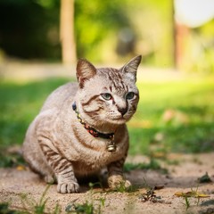 grey male cat sits in the grass
