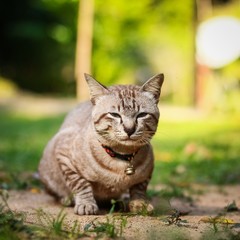 grey male cat sits in the grass