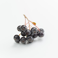 Black chokeberry, Aronia melanocarpa
